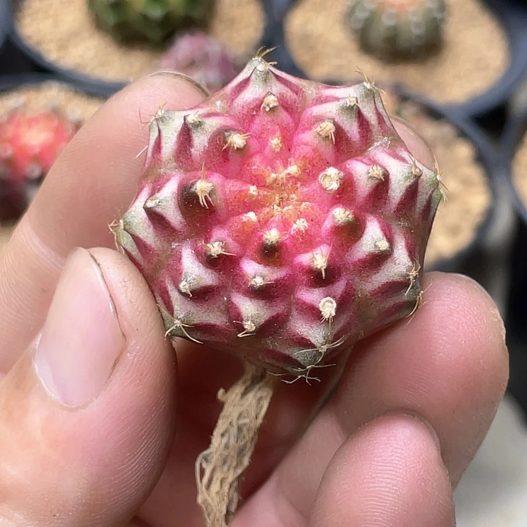 无花朵泰系实生根，梦想粉轮回