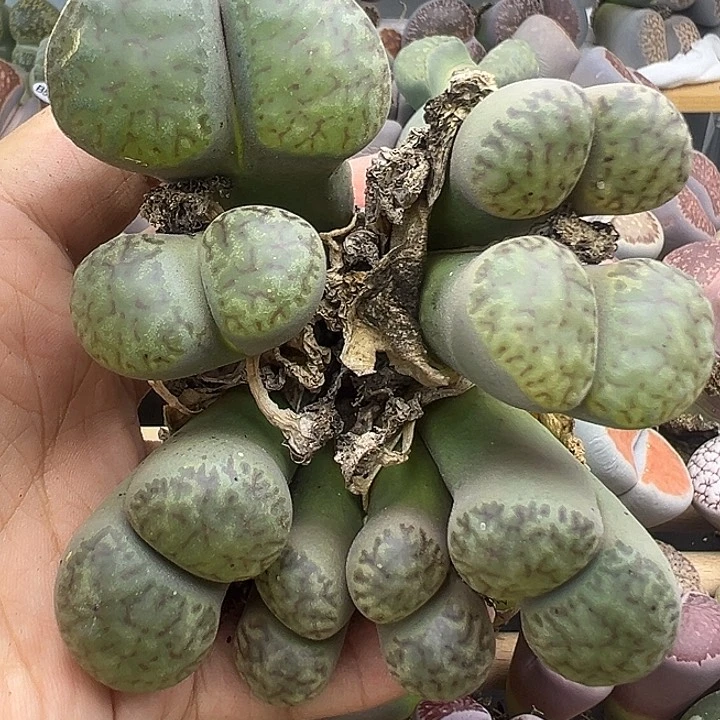 5015有点干伤福利清