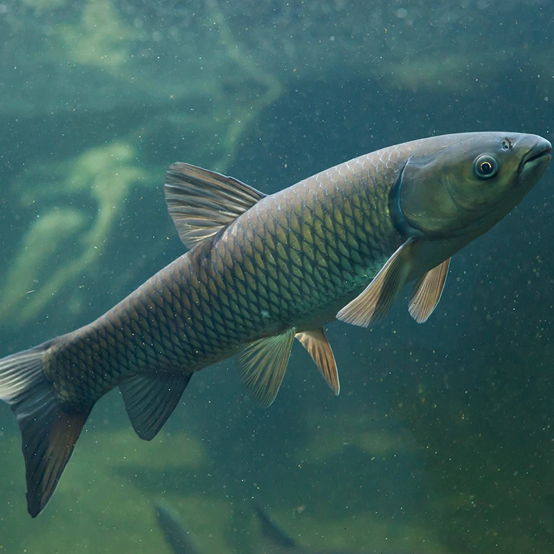 草鱼小鱼四川发货淡水养殖食用观赏均可吃嫩草菜叶素食