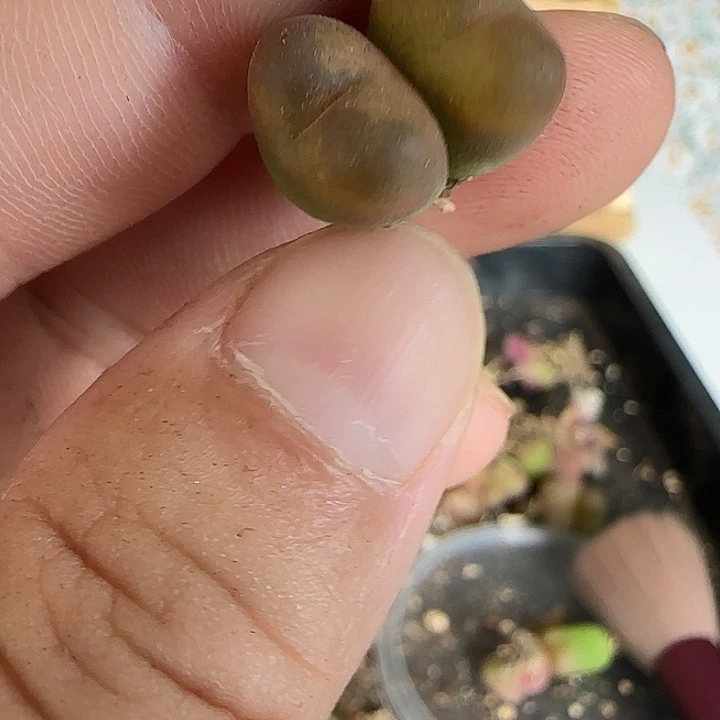 045粗纹优选杂交双头