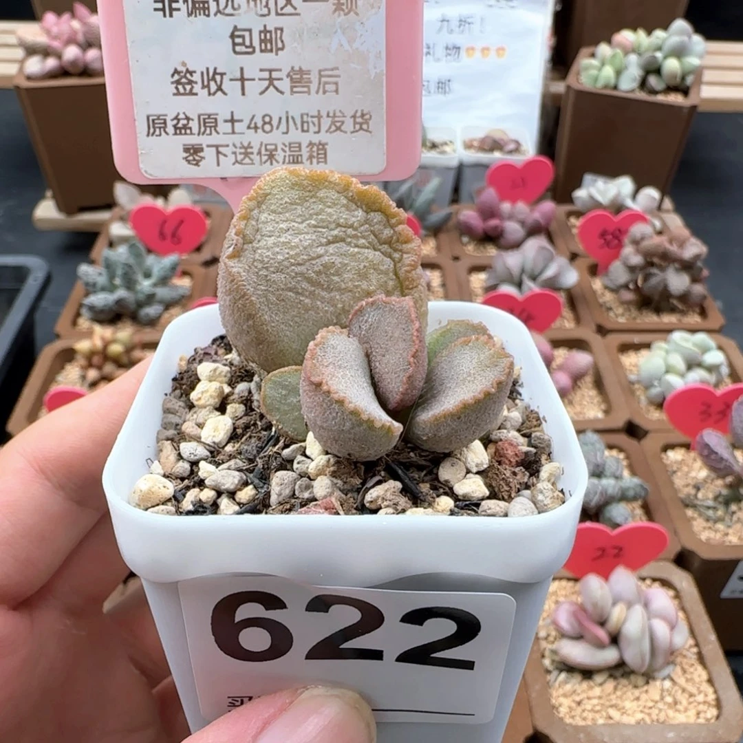 622彩虹翼多肉植物