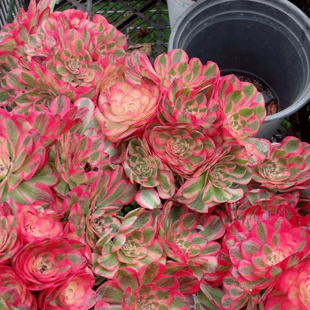 小号荔枝量拍多肉法师