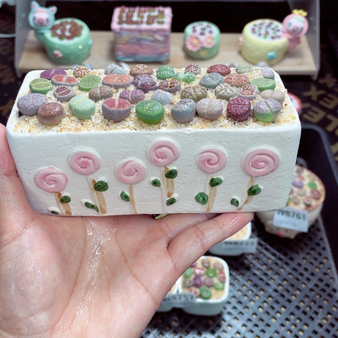 w8762 开播福利 带盆土发货一物一拍