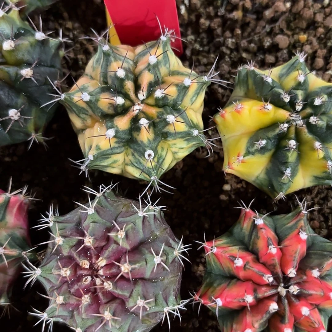 100-0918泰国发货多肉