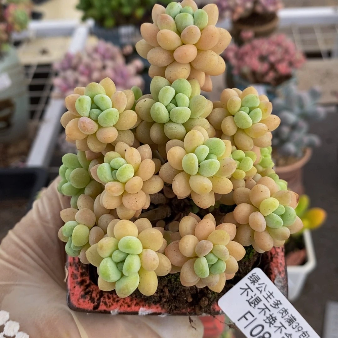 花朵鱼子酱084:9c m