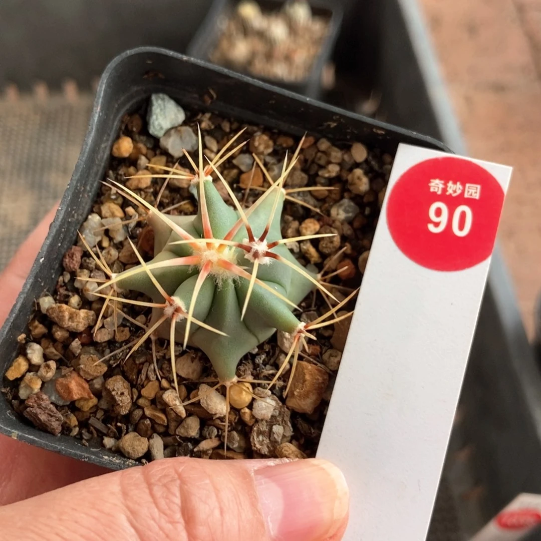 花刺怪龙丸一颗仙人球