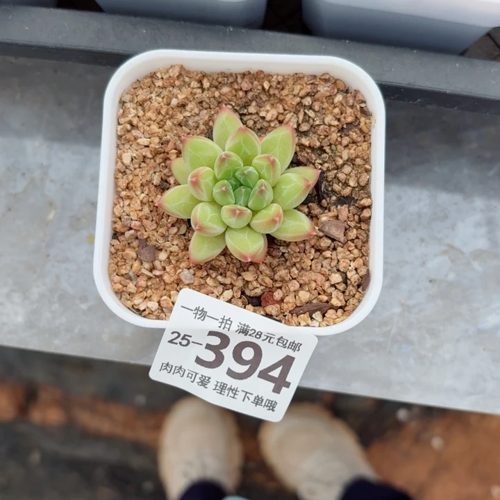 妙***佳胖体青花瓷无盆土发货多