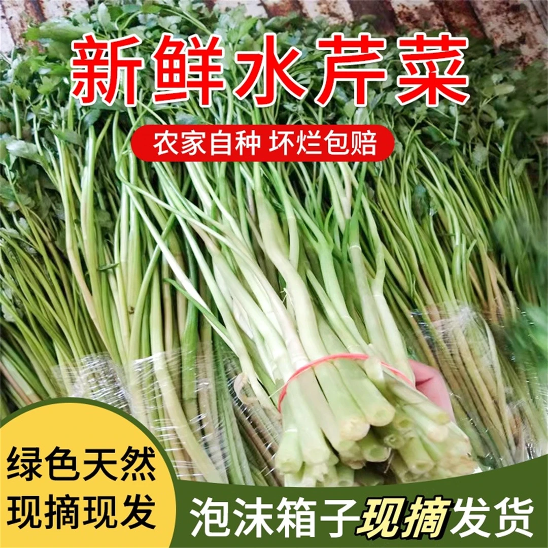 江苏水芹菜新鲜芹菜河芹现发包邮无节非去叶野生叶芹时令净菜蔬菜