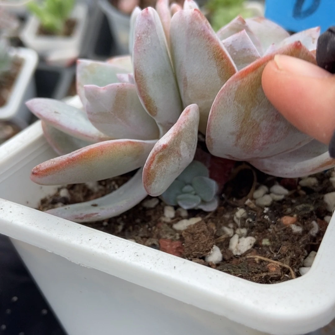 898奶茶多肉植物多肉