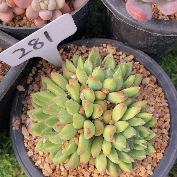 健健康康平平安安