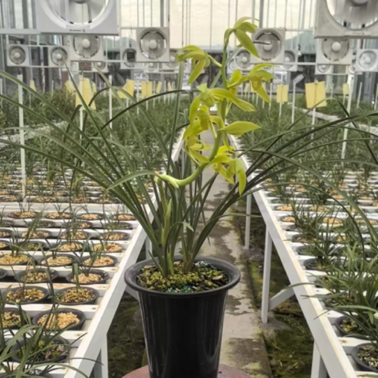 惠兰【翠定荷素】高贵兰花浓香悠长型好养室内观叶特别好养护