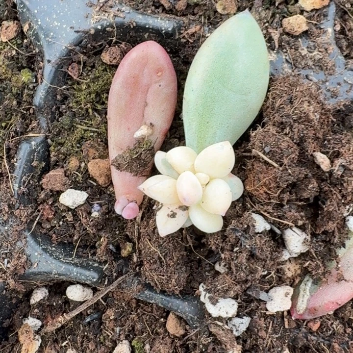 苏樱美人奶油鳄梨一物一拍614