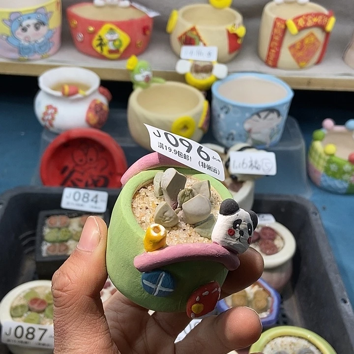 96大舅生石花肉锥