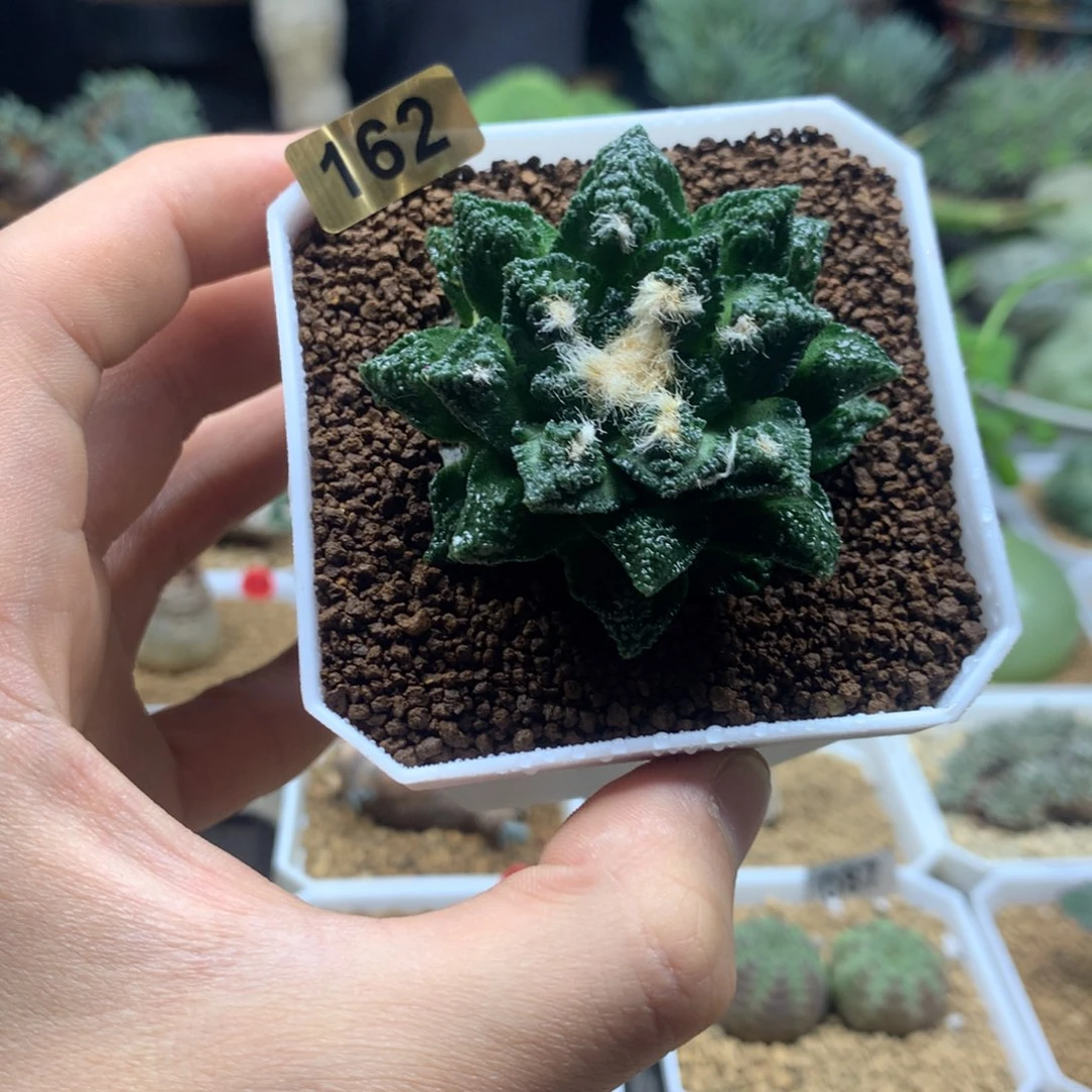 辛顿牡丹带盆多肉162