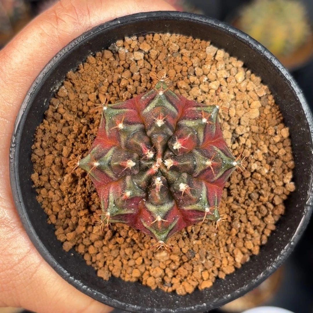 泰系米哈sos后代实生1800