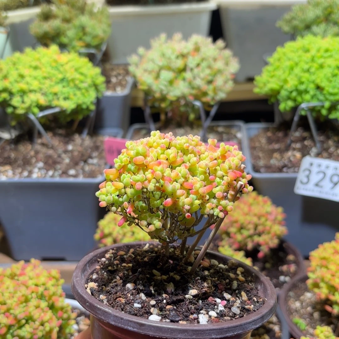 枝干番杏密橘糖球407