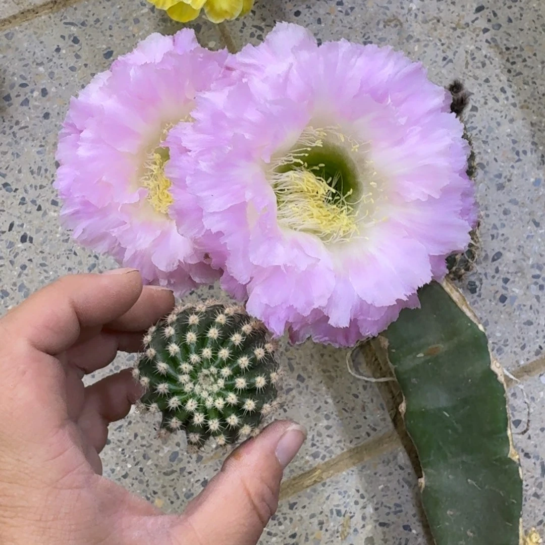 226彩草新粉洛歪无根侧牙4公分左右，20包邮