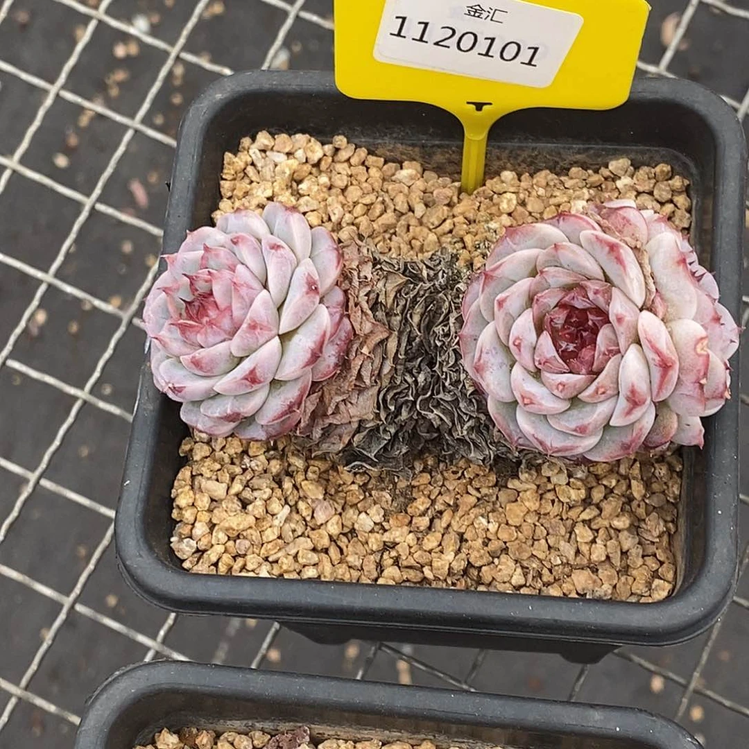 1120101天鹅绒，多肉