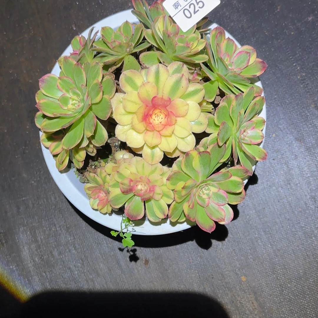 025多肉 海神福利法师