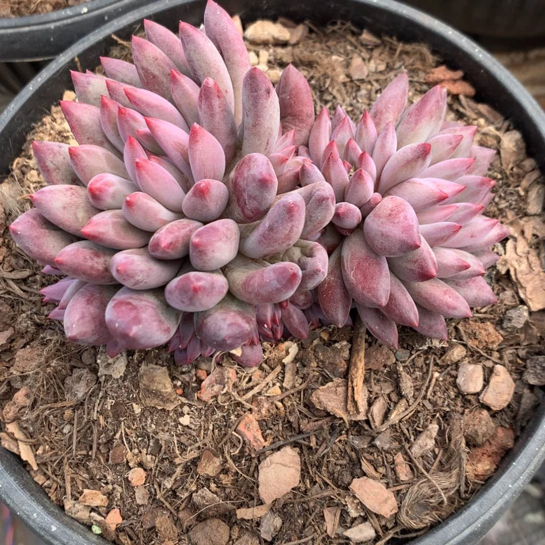 片*A918售后范围，7天，录开箱视频