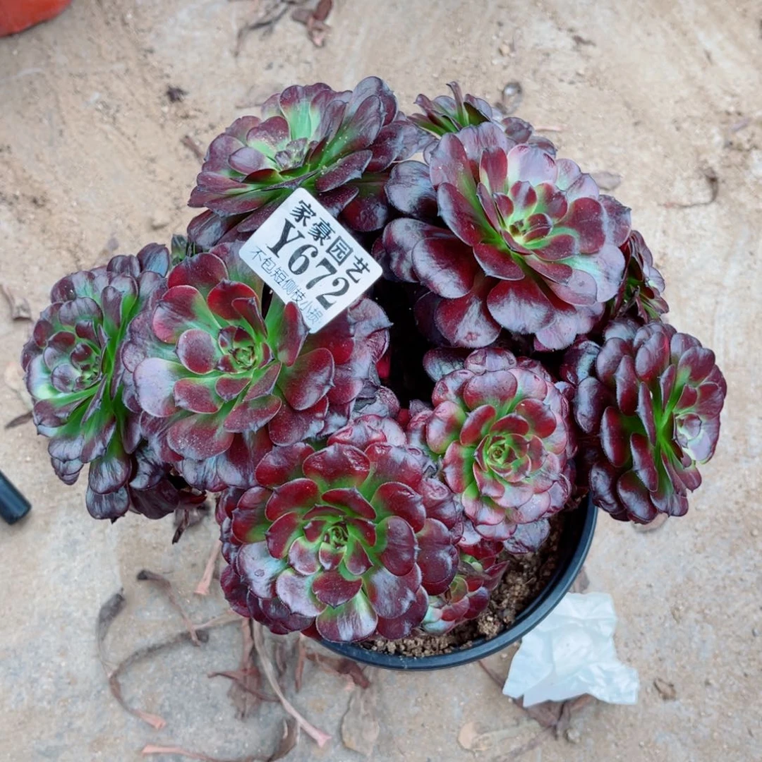 672美姬尺寸20左右2