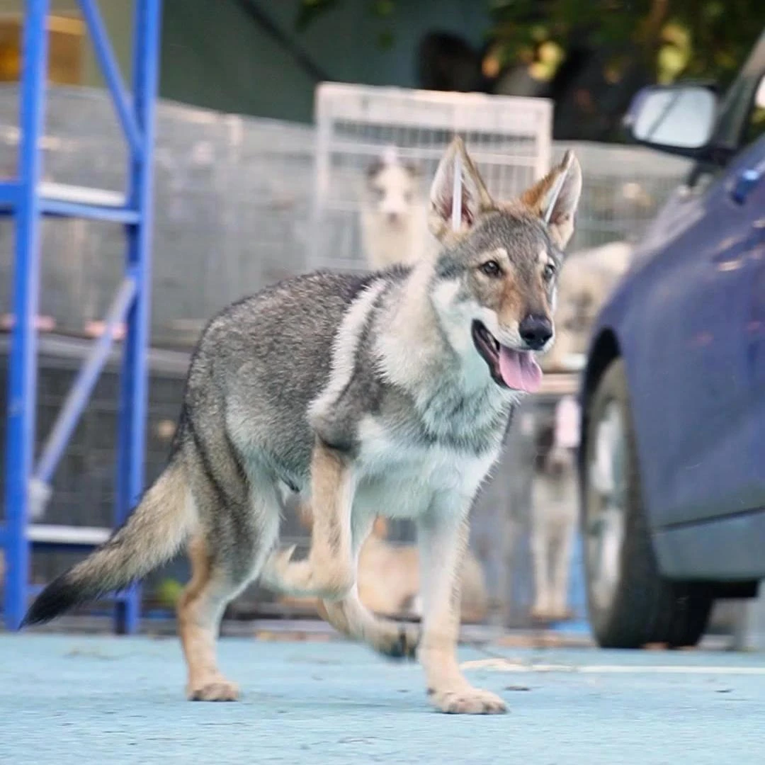 0823拍摄1号带CKU出生纸芯片捷克狼犬弟弟宠物（全疫苗）