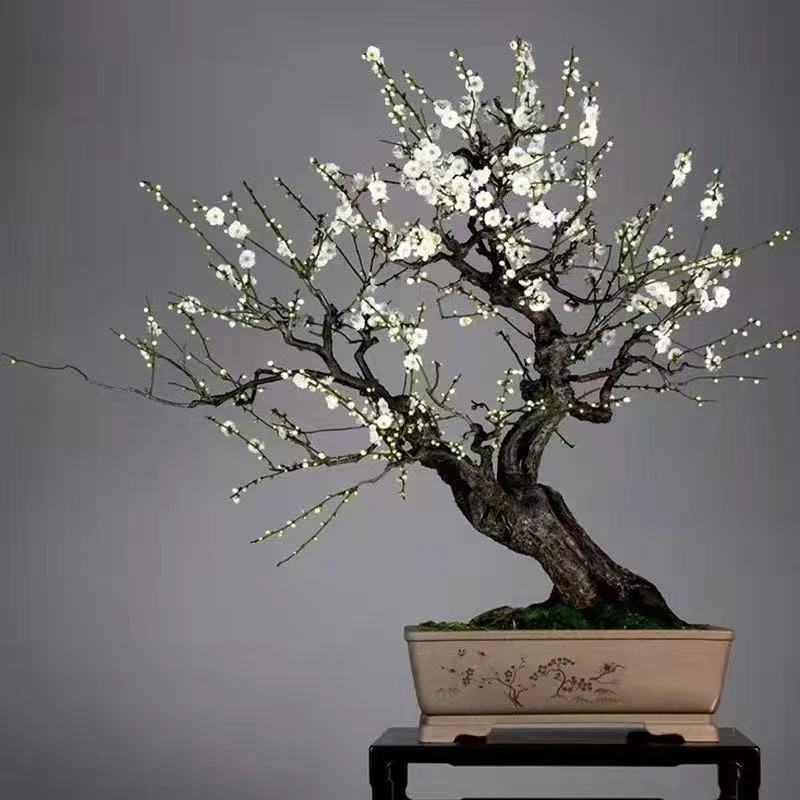 【直播一物一拍】原生梅花造型盆景南北好养耐寒耐旱
