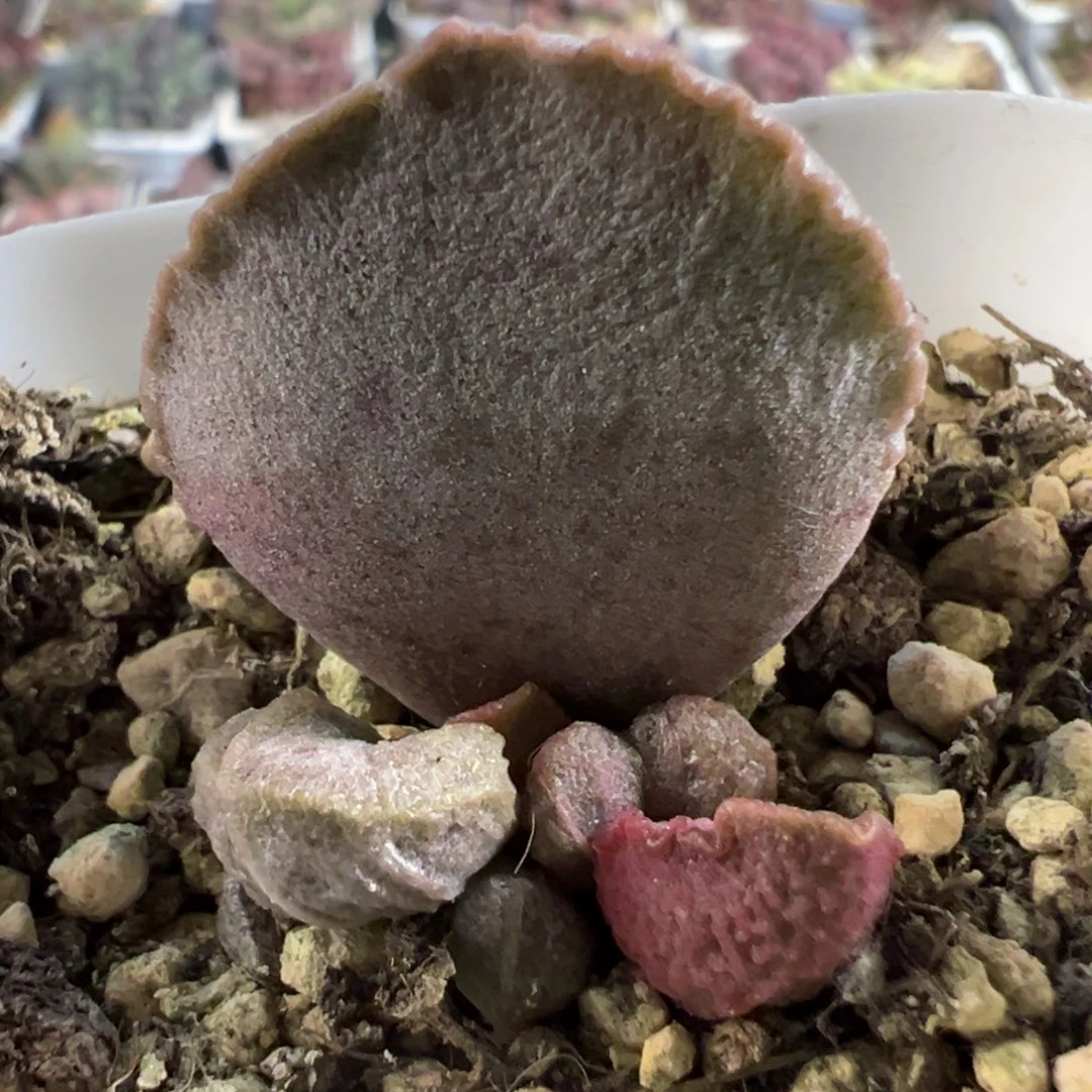 实生新品大苗多肉植物水泡