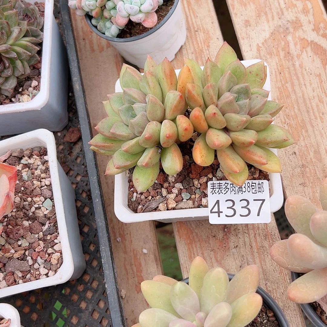 小****无花朵多肉一物一拍植物4337