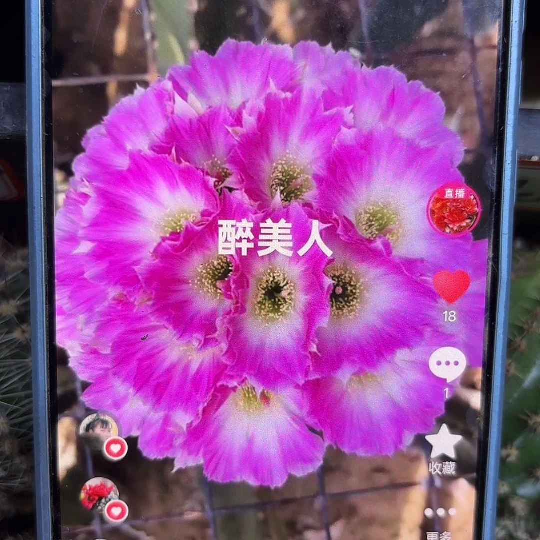 醉美人无根侧牙四左右