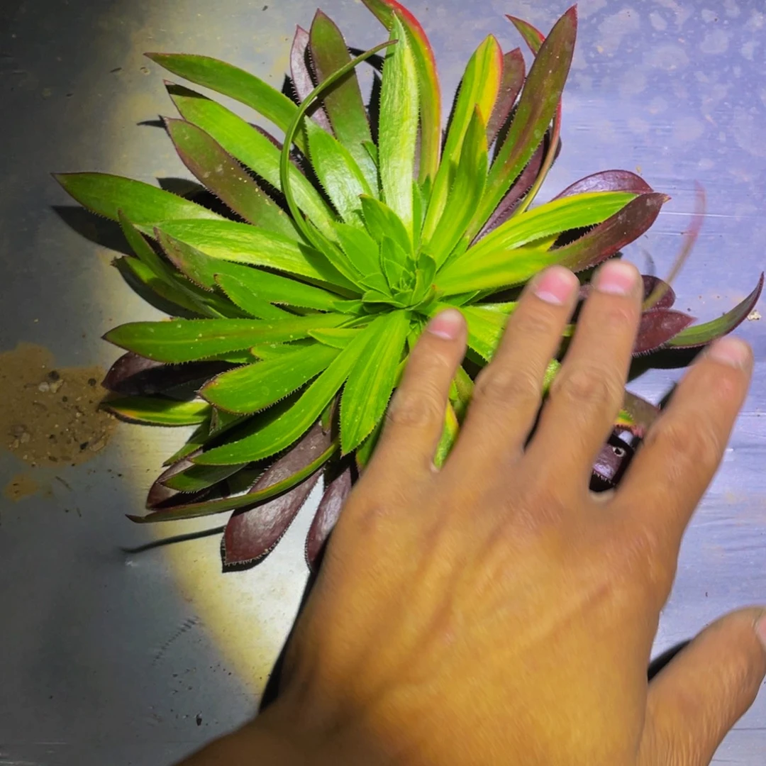 火凤凰七彩多肉植物871