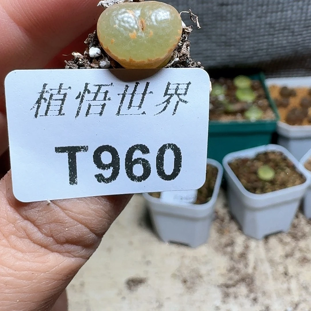 060盒多肉植物哇f v