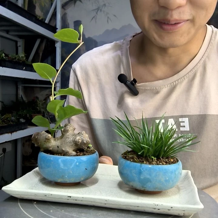 中****滴中青园艺一物一拍292