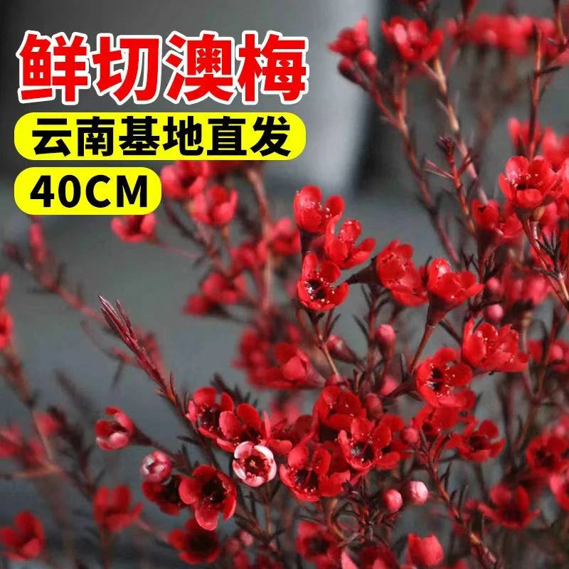 澳洲腊梅雪柳鲜花云南基地直发切花花卉鲜花花束水培植物雪柳鲜枝