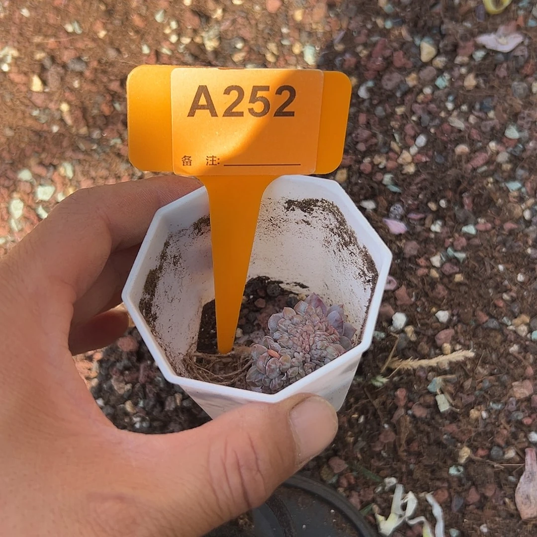 6***8多肉植物一物一拍