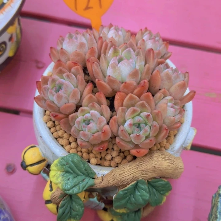 大**潘121多肉植物一物一拍