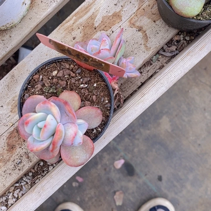 ****安402号韩版奶茶两颗