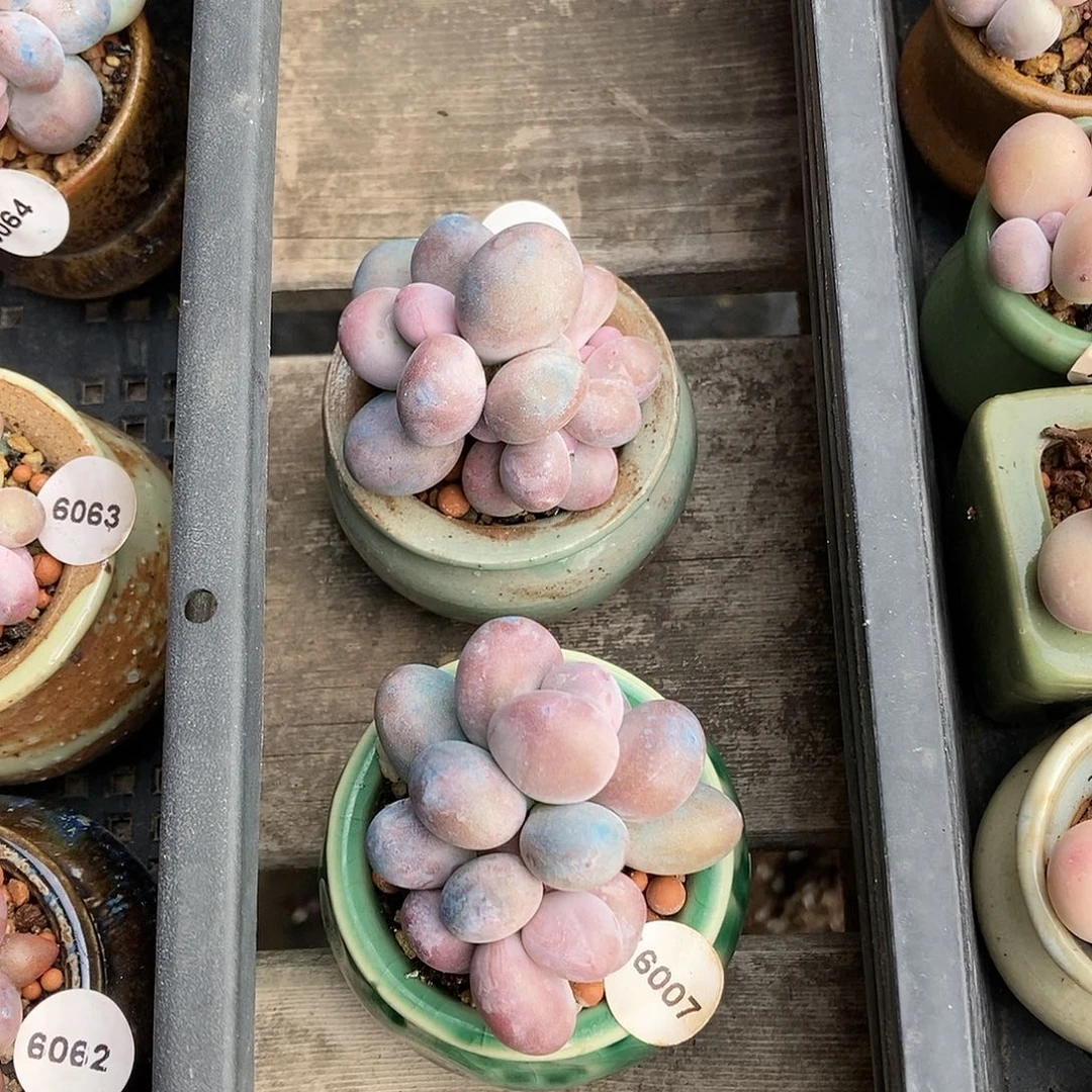 用****16007.6056两颗蛋黄奶酪带盆土