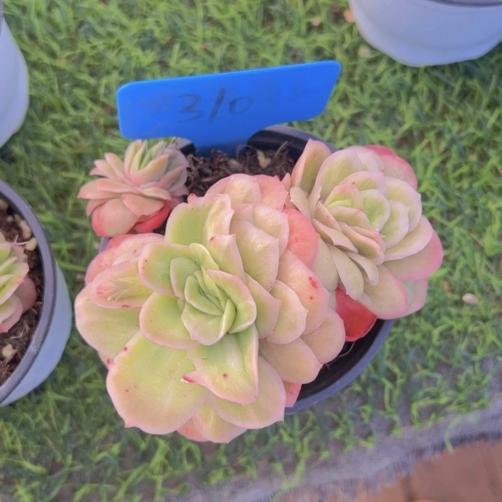 健健康康平平安安