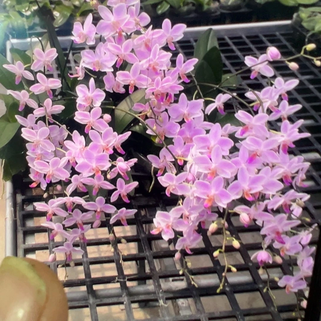 当前无花栽培后可以开花残雪大苗