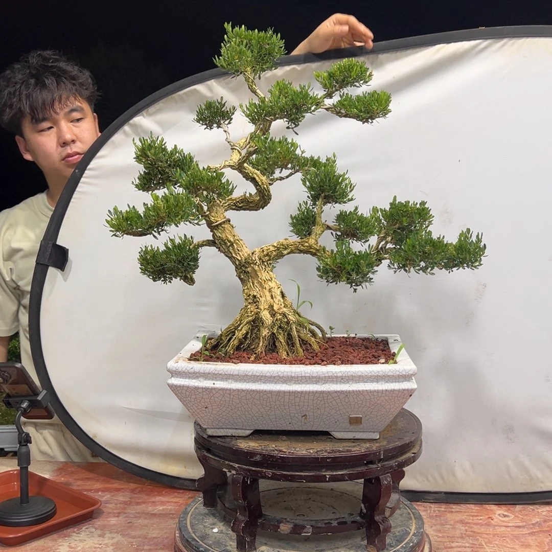 无花朵广东皱皮雀舌黄杨