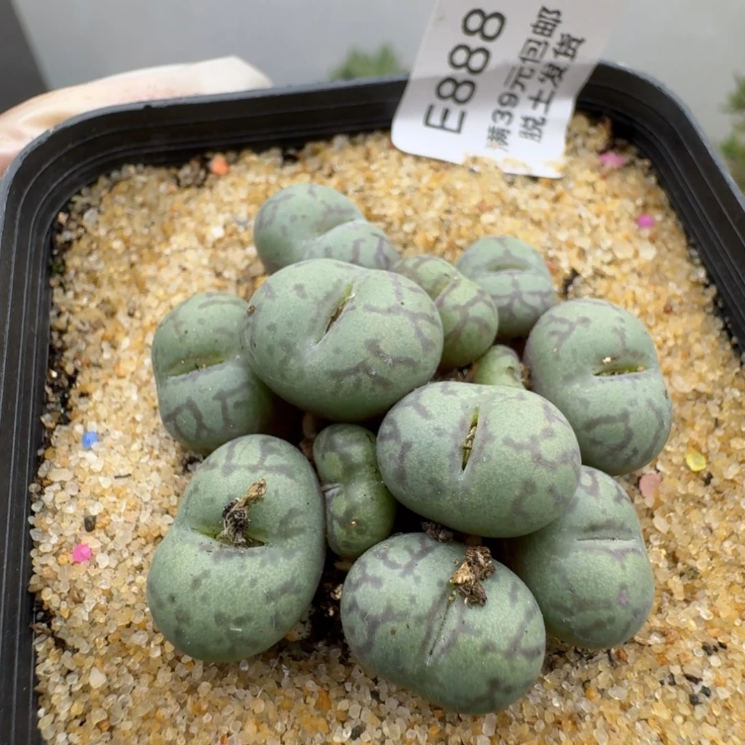 888多肉哈哈哈哈哈哈哈哈