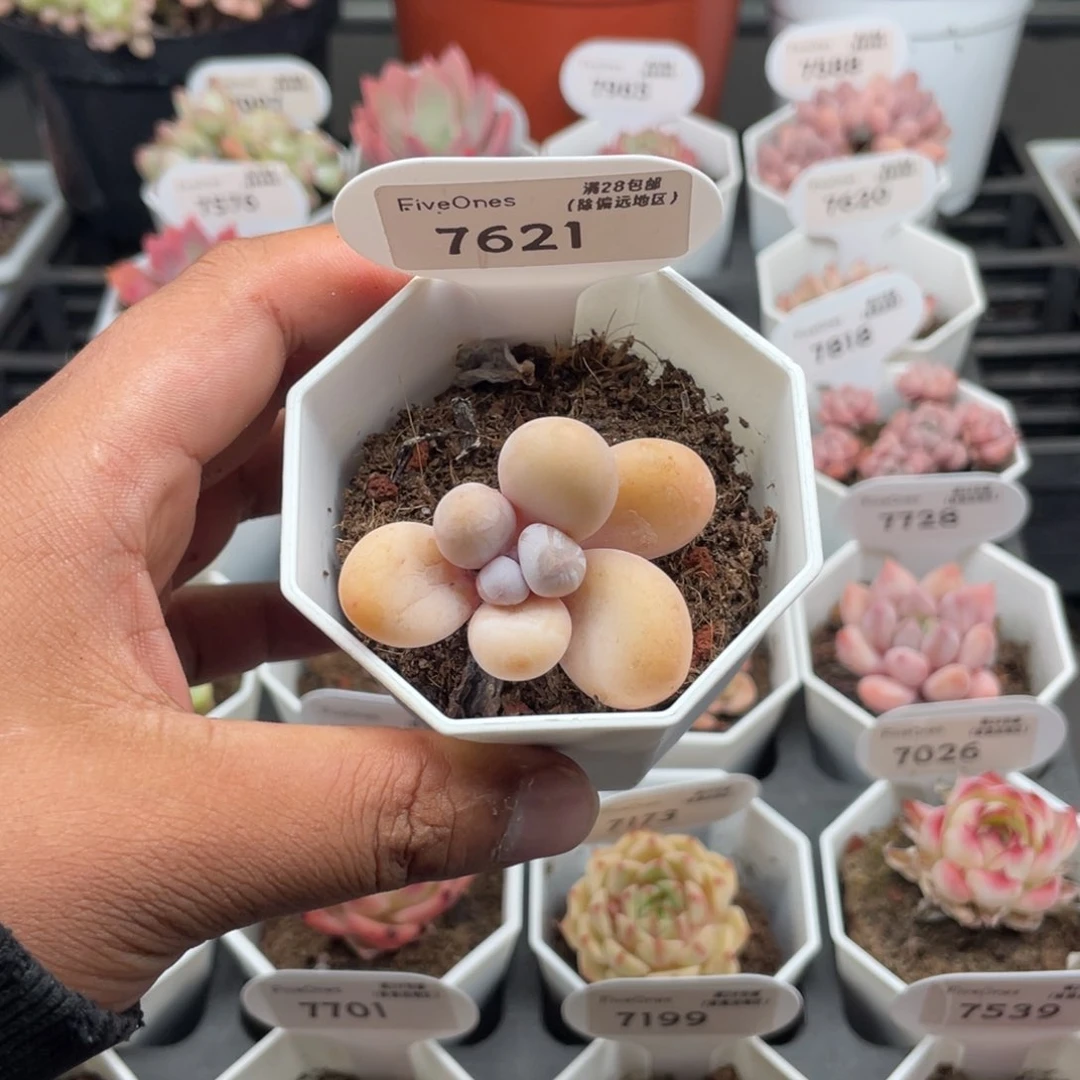 7621橙雪球奶酪4.0厘米