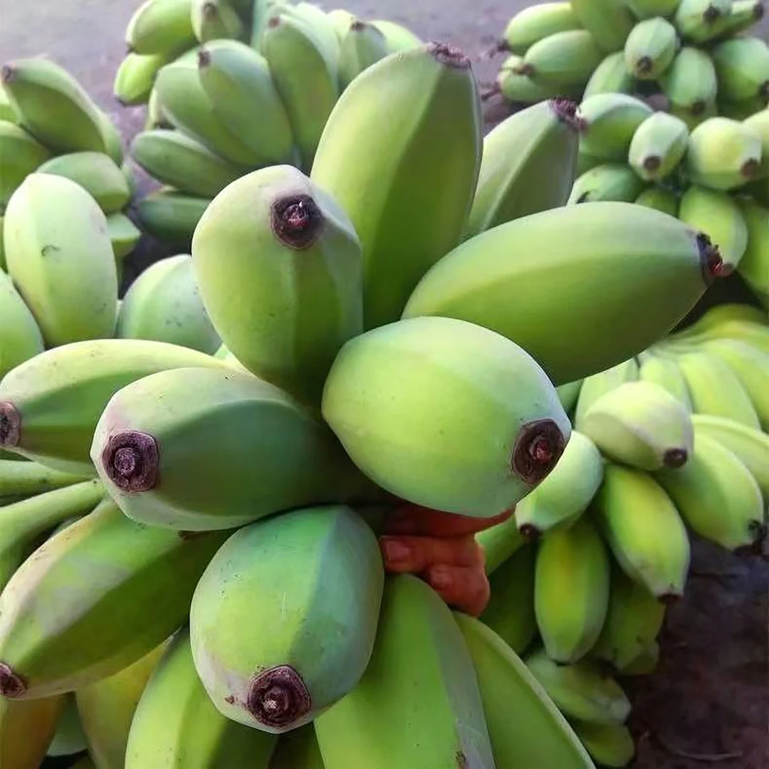 【开封发货 】广西苹果蕉4.5-5斤包邮