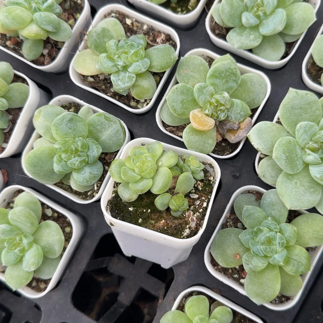 放***呗4头T3000 盆外棚一个满25包邮