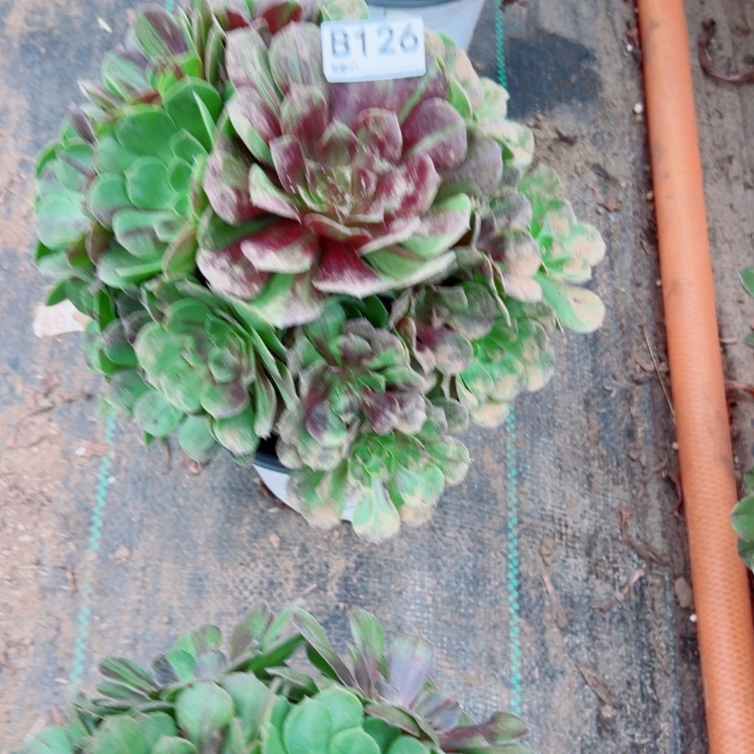 126花月夜多肉植物法师