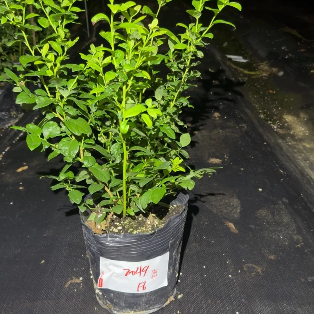 宁***风大钵F6一物一拍2049