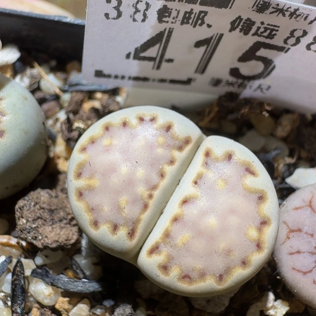 Ssss精品生石花415