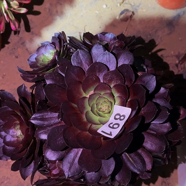 891黑骑士多肉植物处理不售后