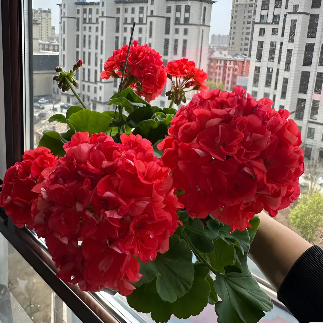 【重彩游行】直立天竺葵  超大花球 中苗（有花苞 包对版）